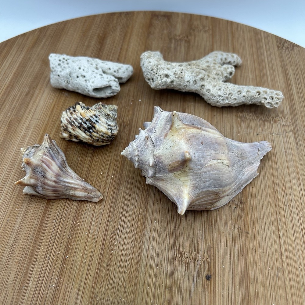 Turbo  Argyrostommus,‎ Coral and Whelk Shells Nautical Decor Aquarium Specimens - Picture 4 of 4
